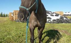 Nice looking 2 year old about 14.3 HH, some work done.
Check out his pedigree at:
http://www.allbreedpedigree.com/red+hot+kid+chex
