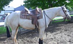 Ozzy is a very quiet, well mannered quarter horse gelding. He has had 7mths professional training and has been successfully shown at AQHA shows in Halter and Showmanship. He has never been pushed and would make anyone a great partner.