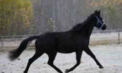 Well handled, beautifully bred black gelding for sale in Chase, BC. Ridge Runner would be perfectly suited to Endurance and trail competitions as well as dressage. He will mature 14.3HH and has age appropriate training. More pictures and video at