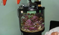 nano saltwater fish tank includes fish, corals, tank lights, refugium ,live rock, sand .over 700$ invested.i have a new tank so I do not want to run 2 tanks for more info contact me