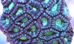 MARINE FISH, CORALS, CLAMS. INVERTEBRATES, AVAILABLE AT WHOLESALE AND RETAIL PRICES.
Best Prices in Town, and many many more products available.
Please feel free to contact us at 416-220-3279
SAMPLE LIST OF AVAILABILITY IMMEDICATELY
PERCULA CLOWN- MEDIUM