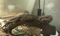 2 Bearded Dragons with tank. They are over 2yrs old. One has a stubby tail. $225.00 or best offer. 519-820-9998