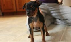 2 beautiful black and rust miniature pinscher puppies (1 boy, 1 girl) ready to go to their forever home on September 28, 2011. Born on August 4, 2011, tails gave been docked and dew claws removed. Puppies both currently have floppy ears but no guarantees