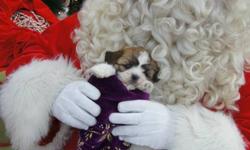 For Sale 2 male bishon shih-tsu puppies.   Ready to go December 3, 2011.  They come vet checked, first shots and deworming.  Born on Oct. 1, 2011.  Mom and dad on site to view.  Non-shedding and non-allergenic.  Cute, full of cuddles and very playful.