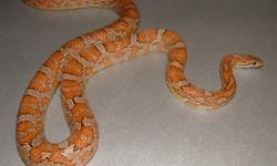 im selling 2 female corn snakes with cage i paid (250.00) a snake the cage was (299.99) heat pad (29.99) heat lamp (29.99) comes with two hiding rocks water dish  snakes are very tame never bit me have had them since babies the cage is 30 gallons and its