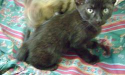 Hello I am offering two free male black kittens. They have white on their chest and greenish yellow eyes. They have been raised around kids, dogs and another cat. They are supper affectionate and playful. If u would like one please contact me at