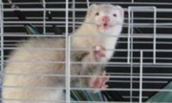 i have 2 male ferretts who need to be rehomed
1 white, nikki,  1yr -$250.00 (without cage $150.00)
1 black-masked, babby, 2yrs $300.00 (without cage [brandnew] $150.00)
they do not have to go together because they are not the greatest of friends.
if you