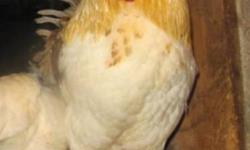 I am offering 2 Male Rouen Ducks and 1 Columbia Rooster for sale as pets. We currently have 5 ducks and would just like to down size. As well we have 1 extra rooster that we need to re-home as well.
Asking $10.00 for each bird.
If interested please call