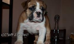 VICTORY BULLDOGS
 
These Gorgeous Puppies have just been reduced as they are ready now for their new homes!  Serious inquiries, Beautiful Quality English Bulldogs..
 
 
One Phenomenal Female sired By Ollie Available! (pictured last along with her sire