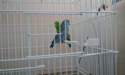 FOR SALE.
 
2 pair of pacific parrotlets.
 
One pair the male is green and the female is blue.
The other pair the male is yellow with kind of dilute wings, the female is yellow. they are not hand tame, they are about 4 years old,
 
Sorry the Yellow's are