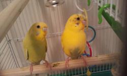 I have two parakeets with brand new cage and food etc. I bought everything 3 weeks ago and know longer have the time for them, one is female and the other is male. 75 for everything.