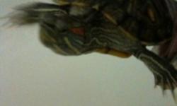 2 red eared sliders + 60 gallon tank for sale. A male and a female both 2 years old. They will breed if you have the proper set up.
This ad was posted with the Kijiji Classifieds app.