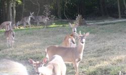 I'm selling my inventory of domesticated white tail deer.  I have several 2 year old bucks and doe's.  asking $300 each.  buy them dead or alive.  excelent meat or good for breeding.  (for those of you who may be thinking of them for a pet, they are not