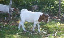We have 2 lovely Boer Billies for sale. 250 a piece. Will also consider trading another breeding Billy of equal caliber. Please reply via Kijiji or call 843- 0913. Onslow Mountain area. Can deliver for small fee.