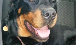 We have a two year old male rotti, up to date with all needles and vaccines and vet records from birth. He has no papers.
 
He is a well mannered dog, that is great with other animals, he currently lives with a cat. He is good with children ( but he is