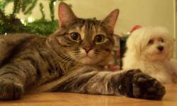 2 Yr Old Tabby : $75 adoption fee
I am very saddened to have to even give up my baby girl. Since she is now full grown, I have developed allergies to her. I thought by maybe keeping my place clean from top to bottom and being on allergy meds, I could