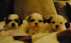 TOY SHIH TZU PUPPIES READY NOW
2 BOYS 2 GIRLS FOR YOU TO CHOOSE
2 BOYS ARE TINY IN SIZE -- MATURE TO 6-9 LBS ($410 EACH)
1 GIRL IS TINY IN SIZE -- MATURE TO 6-9 LBS ($410)
1 GIRL IS TOY SIZE -- MATURE TO 8-11 LBS ($395)
HAD 1ST SHOT, DEWORMED, COMES WITH