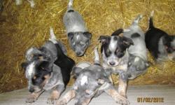 Adorable Blue Heeler/Collie Puppies $125.  5 Boys & 3 Girls To Choose From