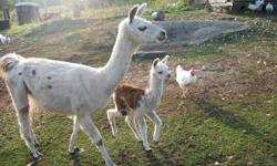I have 3  Female Llama's for sale. Dot  and her  daughter Dolly, and Anti Ema are looking for good forever homes.  I am now unable to look after my animals for health reasons and need to find them  homes ASAP.
 
Dot and Ema are about 5 years old and Dolly