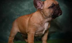 Victory Bulldogs has 3 outstanding Deep Red/Black Mask French Bulldog Puppies Available.  Amazing Champion Bloodlines, Parents are simply Phenomenal.  These Puppies are very hard to find Deep Red with Black Masks Stunning looking Frenchies!  They are very