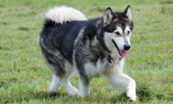 This wonderful girl is looking for a forever home. Her name is Sakari which means "Sweet" in Inuit. She is very sweet and loving. She is 3 years old and has been spayed. She has all her shots up to date and is on heartworm prevention. She is good with
