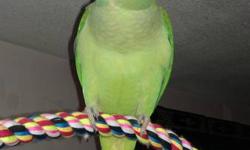 Semi tame female Alexandrine bird only  300.00....she is very healthy and full feather...she does not pull her feathers...on 50/50 parrot seed /pellets...fresh fruit and veg....I really do not have any time for her that she deserves...would do well as an