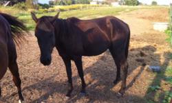Peanut is a 3 year old QH cross gelding. He is 14 hands and should stay under 14.2. He's a very easy keeper, can live outside with a shelter or is fine to come in at night. He is sound, and sane. Will make a nice hunter or dressage mount, but will be