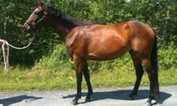 3 yo bay CSH x Oldenburg filly. Hunter prospect.
This ad was posted with the Kijiji Classifieds app.