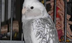 I have 4 beautiful cockatiels for sale. I am willing to sell them in specific pairs or all 4 together. Cage available are one 5' and 1 smaller cage. All cage accessories included and any leftover food etc.
Pair #1:
Bonded and breeding pair which have had