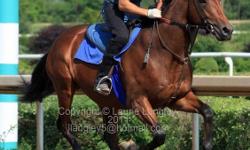 Beautiful 4 year old Thoroughbred mare. No vices, kind and sweet. Would make a great hunter/dressage horse. I am looking for a loving forever home for her. If you can offer her a caring home with proper fencing, shelter and a friend or two please call. I