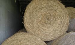 5'x4' first and 2nd cut round hay bales of alfalfa & timothy mix. Good horse hay stored inside. Phone 519-832-5051.