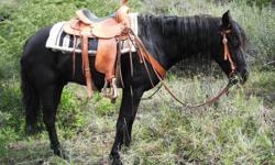 This horse is good on trails, used for herding cows, has been packed in the mountains. No buck, great with trailers, feet, and ties. He is 15HH, has really hard feet, has never been lame, Not very spooky. He is a good all around horse, he is a little