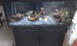 *60 Gallon tank
*All accesorries such as: plants, stand, pump, filter, logs, gravel, cleaning supplies and anything needed.
*Everything you see in the pictures is included.
*$600.00 obo.
*Fish not included.
 Please contact if interested. Serious inquiries