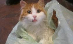 We have an orange and white long haired kitten, who showed up on our doorstep about 2 weeks ago and has not been claimed. Male, friendly, cuddly and playful. Unfortunately he is not fixed, and likely does not have shots either. He is however healthy as