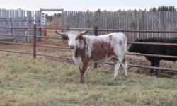 I have for sale 6 Texas Long Horn steers for sale.   They were born spring 2010.  I bought them spring 2011 just to keep the grass down around my acreage.  Now we want to get rid of them before the snow flies.  I figure they will average weight of 850 lbs