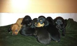 hi there my dauchund recently had pupies would make a awesome gift to your loved ones bouth mother and father are duachunds and are amazing with ppl and kids i have 8 pupies here that will be redy to be picked up on feb 10 im asking $350 obo