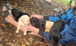 9 adorable PURE BRED LAB PUPPIES for sale (7 Black, 2 Yellow). Family raised and loved at our country home 5 minutes SE of Fergus. *well socialized *paper trained *both parents on site  *Vet checked, dewormed, first shots. We are looking for individuals