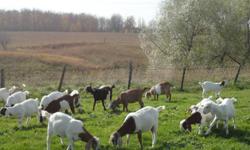I have mature does, breeding bucks, weaned doelings and weaned bucklings now available for purchase. All available doelings and bucklings were born from May 19, 2011 to July 29, 2011. All doelings have been dehorned.
 
Disbudded (dehorned) Doelings: $275