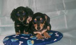 Absolutely adorable doxie puppies, Ready to go to their new homes. They are vaccinated, dewormed and socialised. They have excellent temperaments and they are sleeping through the night.  Puppy training is well underway. Small sized. The black & tan puppy