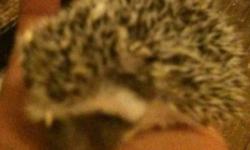 I have 2 baby hedgehogs, both males born on December 11th that will be available near the end of January when they are 6 weeks old. They are very cute and playful.150$ each or best offer. 50$ deposit and you can arrange to see them and choose the one you