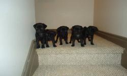 Black pug puppies for sale. 8 weeks old. Ready to go Nov 23. 3 female 1 male. 1st shots, dewormed. The last pic is of the mother. If interested call 780-249-9380 or text 587-335-1738.