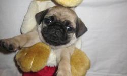 We are down to 1 beautiful little female pug puppy
Our puppies are raised in our home, underfoot and are very well socialized with children and other animals. Each puppy comes with:
*First needles
*Dewormed
*Clean bill of health
*1 yr health guarantee