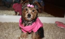 VERY ADORABLE FEMALE TEACUP YORKIE ,16 WEEKS OLD, BOTH PARENTS ARE YORKIES, THE PUPPIE WILL WEIGHT ABOUT 4 TO 6 POUNDS FULLY GROWN,
The price includes
First and second set of vaccionation + rabies vaccination + microchip indetification and examined by a