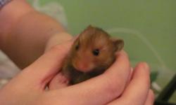 We have 5 adorable syrian hamster pups available. They are 8 weeks old, and are ready to go to their new homes as soon as good homes are found. If you don't have a cage you can purchase a bin cage that we will make for you. With the purchase of a bin, the