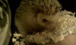 I am selling my (approximately) 1 and a half year old male salt and pepper hedgehog.  He is very shy with new people, but will warm up to you if handled correctly and frequently! Recently, I just don't have the time to give him the attention he deserves.