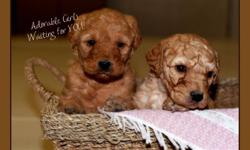 We are proud to introduce a new litter of adorable LABRADOODLES.  We have six handsome fellows and two sweet girls. 
 
They will come to you vet checked, with their first shots, and dewormed.  We also give a one year genetic (eyes, heart, hip) health