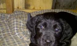 5 Black Lab x Spaniel puppies for sale!
 
Very well natured and compassionate puppies looking for a place to call home!
Ready to go to their new homes as soon as possible!!
 
Please call Penny at 613-358-9381