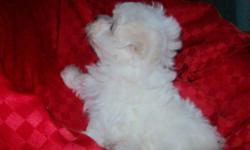 Maltese Puppies
available!
???
Beautiful low to non-shedding, hypoallergenic puppies available to go home with their forever families next week.
???
They have already had their first vaccinations and vet check!
???
Three little boys are waiting to meet
