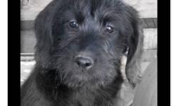ADORABLE Medium Labradoodle Puppies
 ~ we have a new family of adorable F1 medium labradoodle puppies
 ~ born August 18th they are ready to be adopted into your home
 ~ they have had their 1st & 2nd shots, are vet-checked, dewormed, & micro-chipped
 ~