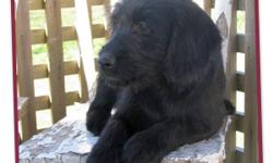 ADORABLE Medium Labradoodle Puppies, 5 males
 ~ we have a 5 male F1 medium labradoodle puppies
 ~ born August 18th they are ready to be adopted into your home
 ~ they have had their 3rd shots, are vet-checked, dewormed, & micro-chipped
 ~ your puppy will